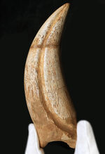 恐竜の爪の化石の販売 ｜ 化石販売の化石セブン