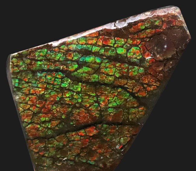 ドラゴンスキン標本！カナダ・アルバータ州の大地が生み出した、化石で