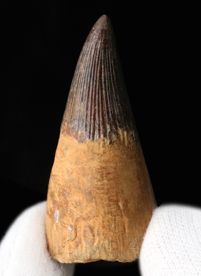 ベリーレア！21年ぶりにお披露目！古代の海の怪物、首の短い首長竜