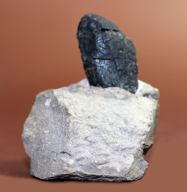 恐竜化石コレクター必見！ベリーレア、北米の巨大竜脚形類、カマラ