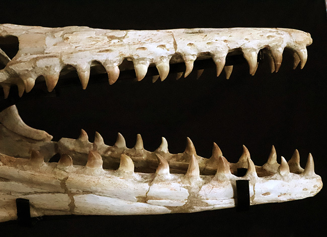 海生爬虫類ファン垂涎の逸品！「一生の宝物」として末永くご愛蔵