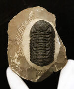 三葉虫 ファコプス（Phacops speculator）の販売 ｜ 化石販売の化石セブン