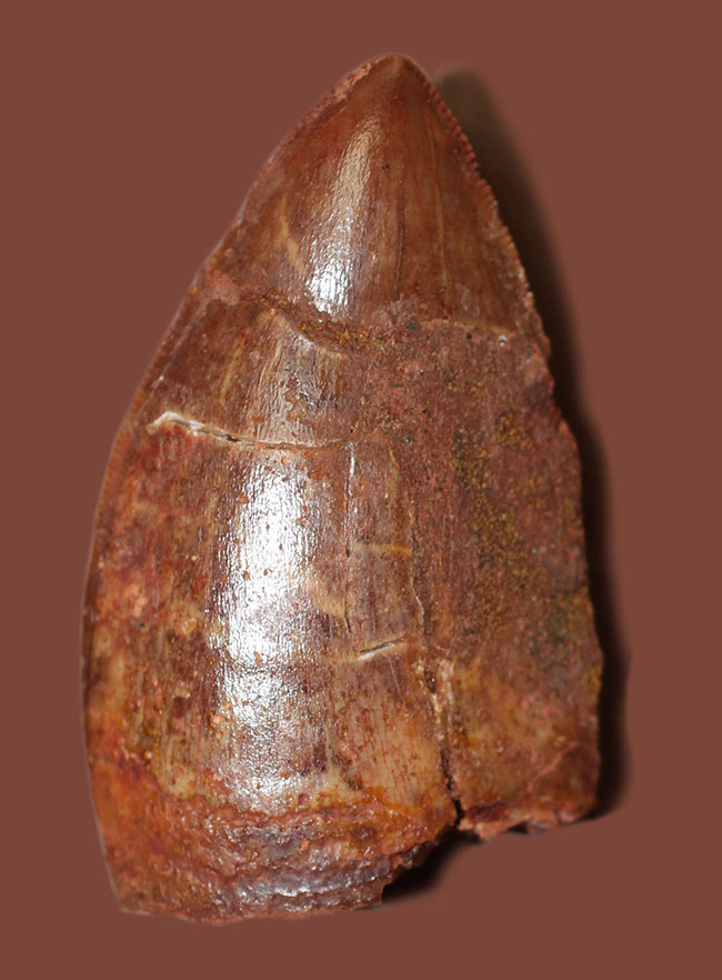 いかにも典型！数字以上の迫力を備えた、アフリカのティラノサウルス