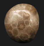 サンゴ、化石の通販・販売｜厳選した本物のサンゴ標本 | 化石セブン