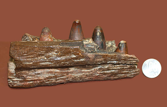 希少標本！恐竜を超える体躯、交合力を誇った史上最大級のワニ