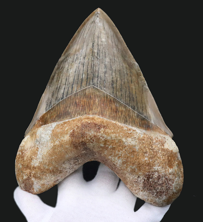 世界最大級！この大きさは規格外！徹底的に美観にこだわったメガロドン