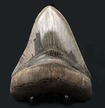 メガサイズ！長辺計測158ミリに達する、メガロドンの巨大歯化石