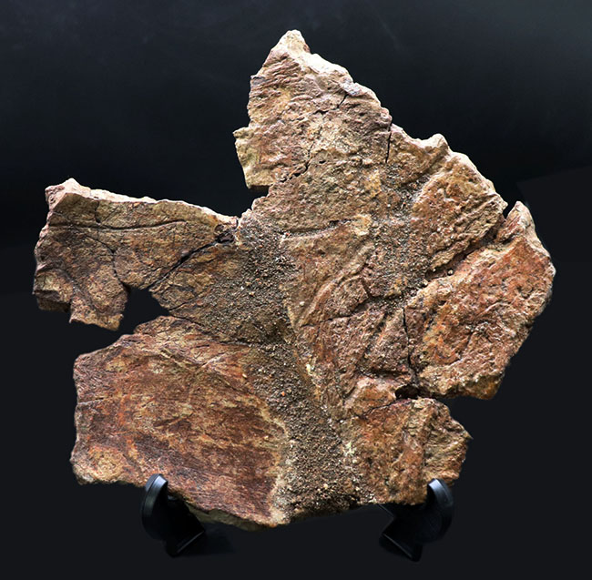 弊社自慢のコレクション、あの象徴的部位がついに登場！25センチ級