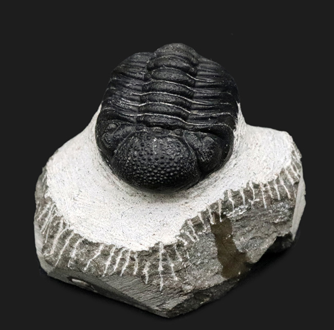 キュートな見た目に一目惚れ！モロッコを代表する三葉虫の一つ