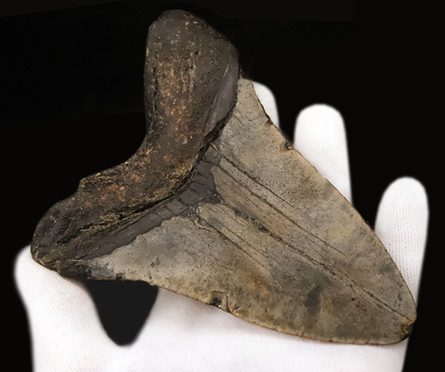 厚みとサイズを兼ね備えた、まさに「メガ」な存在！古代のロマンを