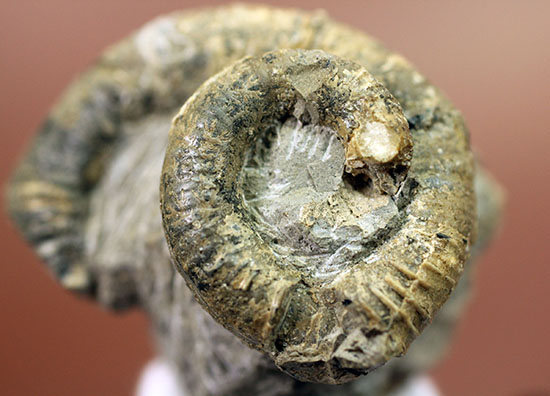 北海道産異常巻きアンモナイト、ハイファントセラス。始点から開口部