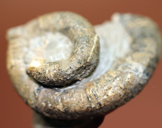 北海道産異常巻きアンモナイト、ハイファントセラス。始点から開口部