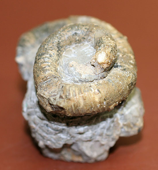 北海道産異常巻きアンモナイト、ハイファントセラス。始点から開口部