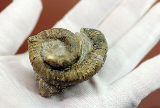 北海道産異常巻きアンモナイト、ハイファントセラス。始点から開口部