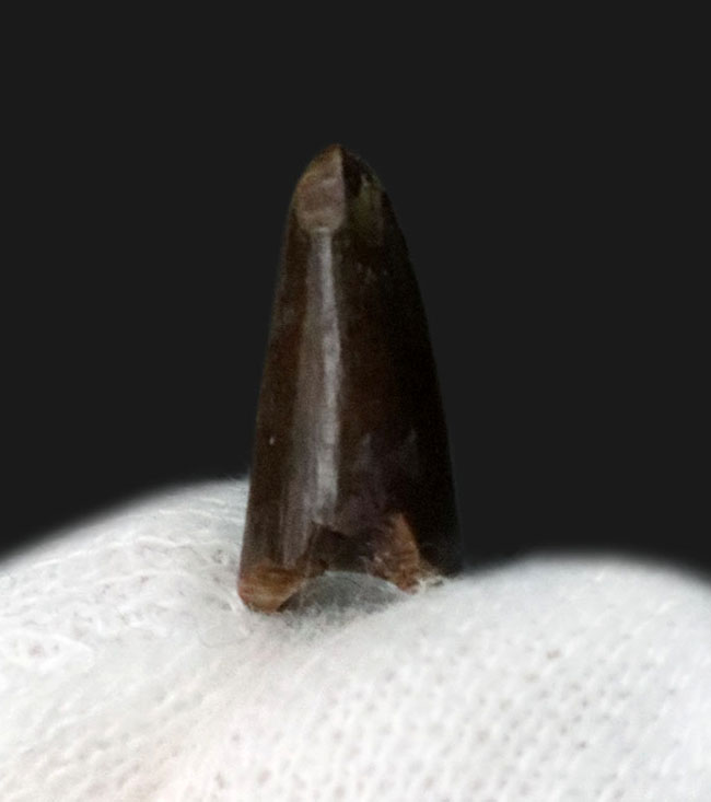 希少！ペルム紀オクラホマ州産肉食単弓類、ディメトロドン（Dimetrodon