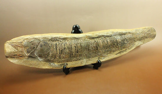 素晴らしい産状。ポジとネガを堪能できるブラジル産の魚化石（カマスの