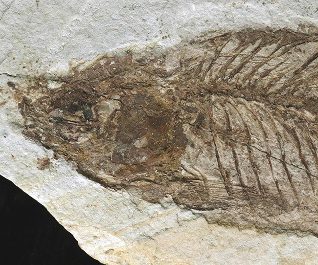 レア、半世紀（50年）以上前のオールドコレクション標本！長崎県壱岐