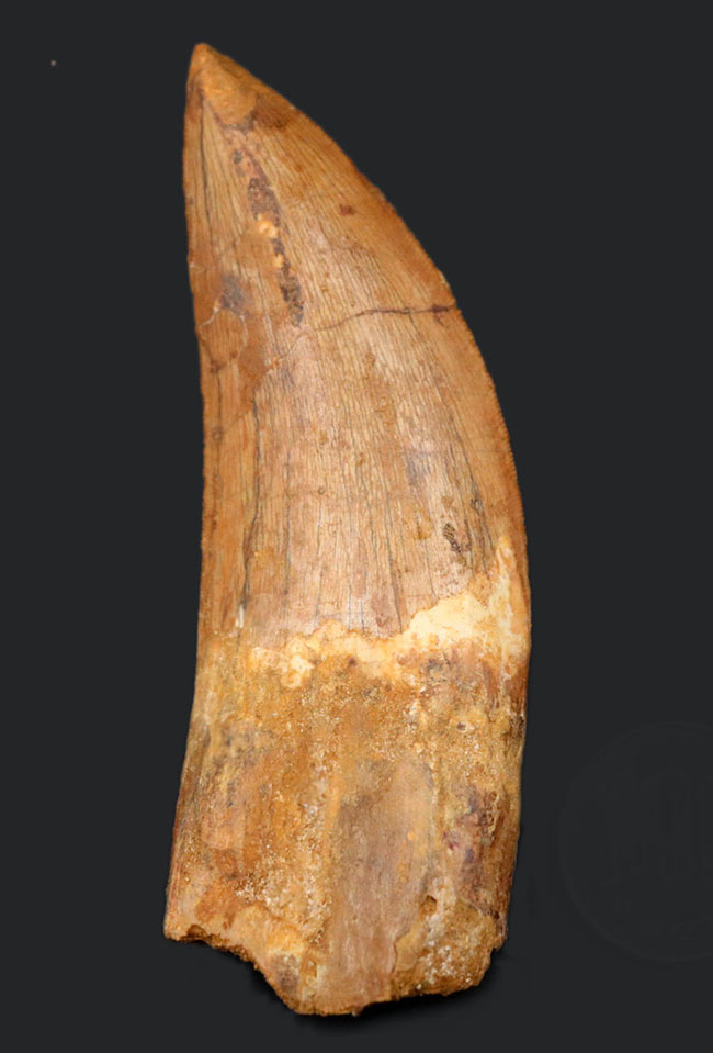 非常に希少なカルカロドントサウルス（Carcharodontosaurus）の紛れも