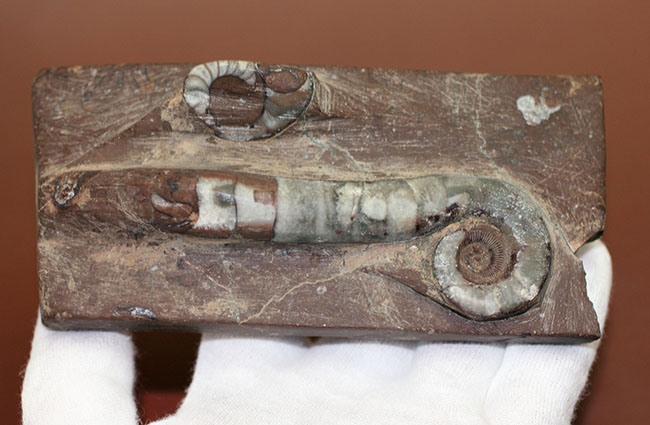 古生代オルドビス紀の示準化石、中国湖南省産リツイテス（Lituites sp