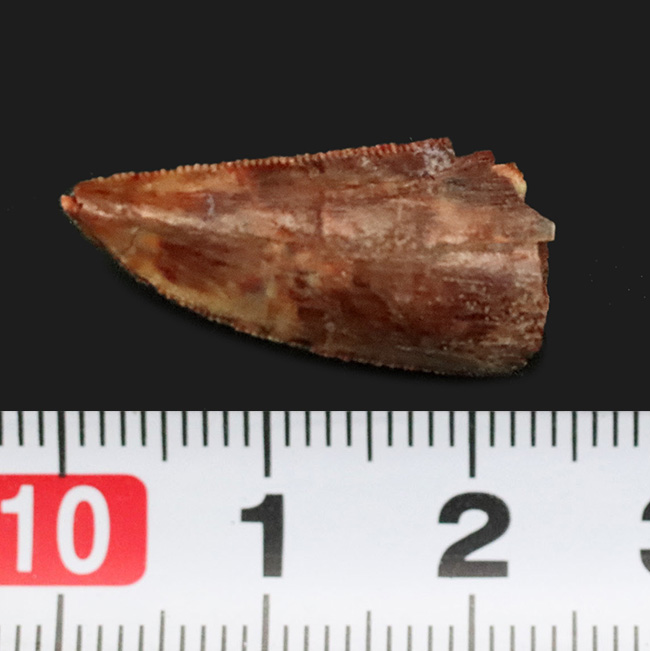 保存状態良好＆ナチュラル！モロッコのケムケム層から発見、採集された