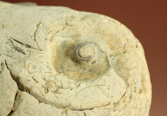 二本木認定コレクション「私のアンモナイト物語・録」23ページ掲載