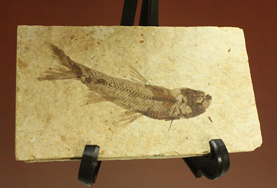 優秀な保存状態。約5000万年前の魚化石ナイティア(knightia) 化石 販売