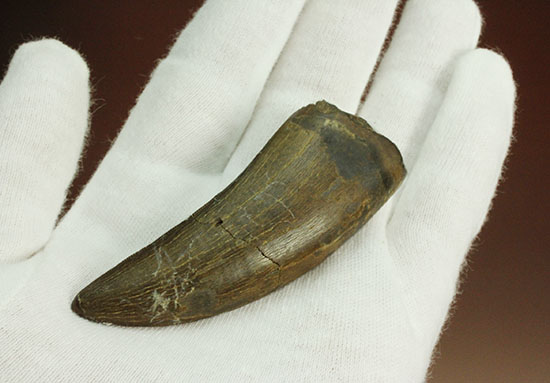 ロングカーブ74mmに達するティラノサウルス・レックスの歯化石。各所