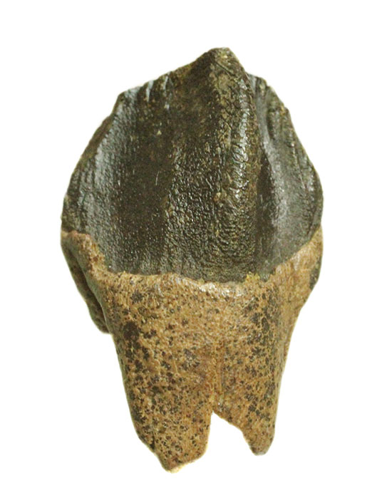 保存状態に注目！本来の形を存分に楽しめる、希少なトリケラトプスの歯