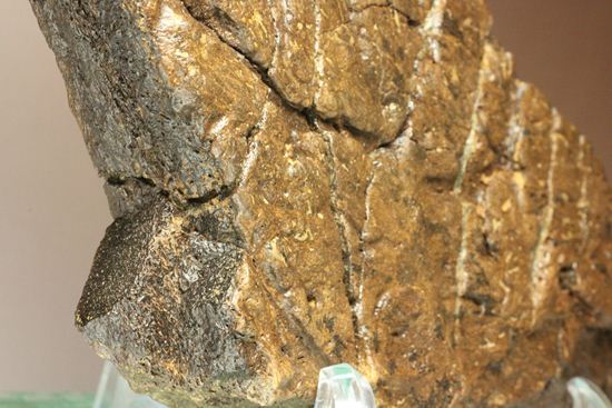 トリケラトプスの極上フリル化石 トリケラトプス 販売