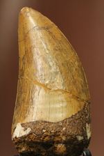 太いルートが特徴！カルカロドントサウルスの歯化石