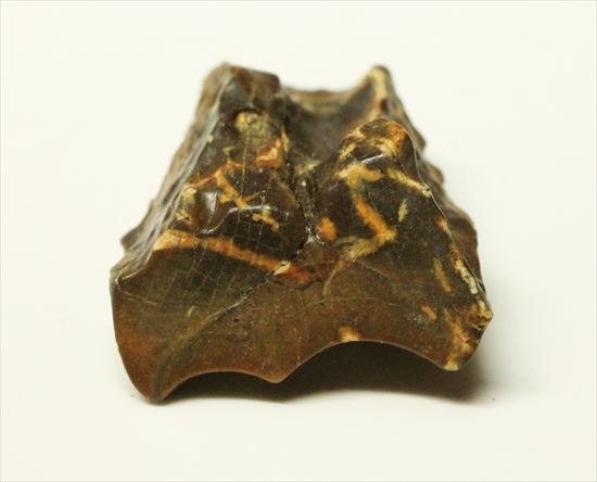 恐竜時代最期の角竜、草食恐竜トリケラトプスの歯化石(Triceratops