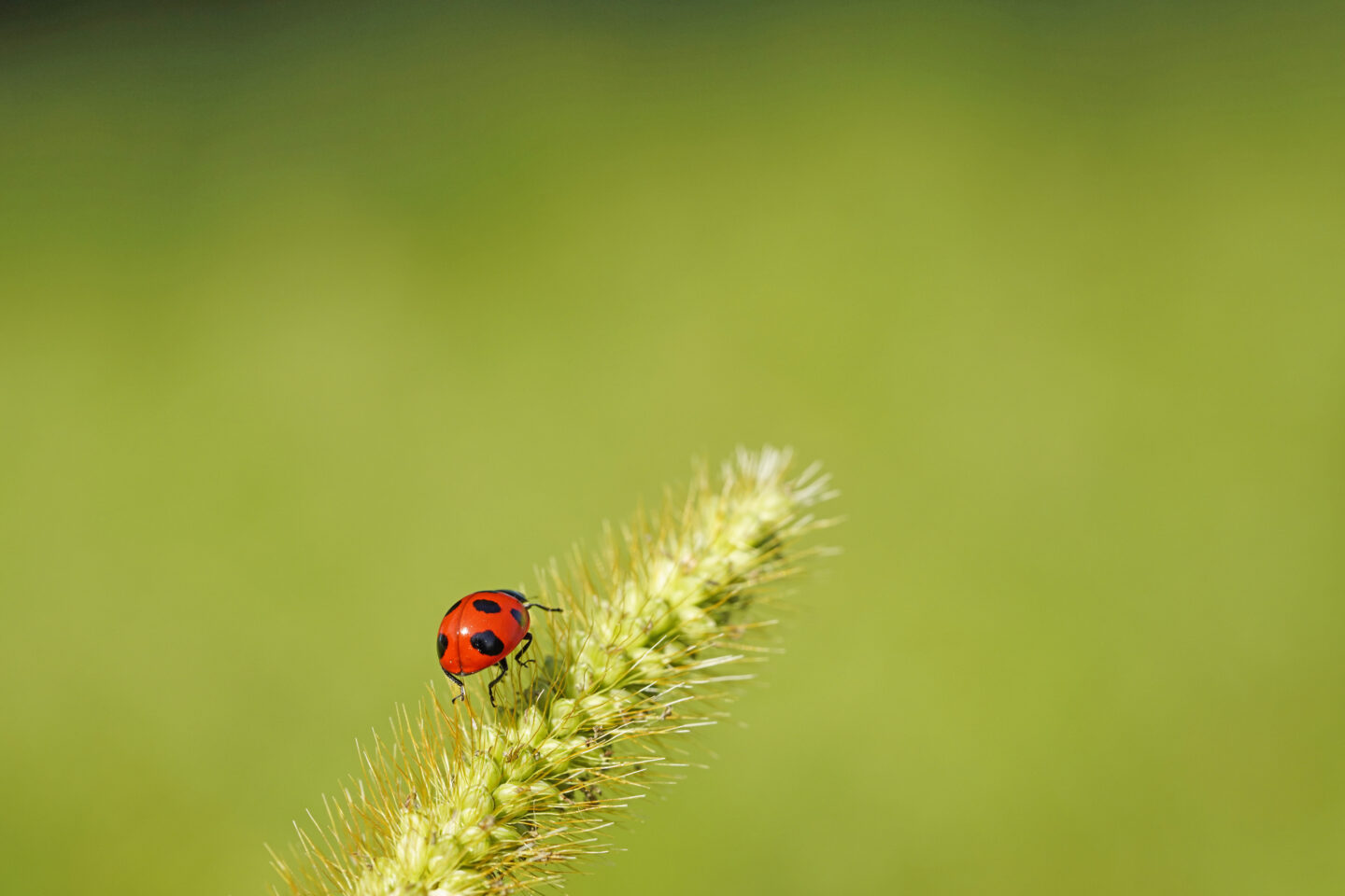 マクロレンズは撮影の幅を広げてくれる｜ソニー FE 90mm F2.8 Macro G