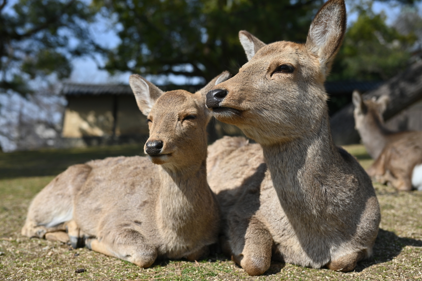 日常から旅まで、使い勝手のよいニコン NIKKOR Z 40mm f/2 | ShaSha
