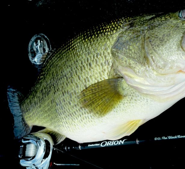 オライオンブラックローズ。菊元的解説。 | 菊元俊文.jp