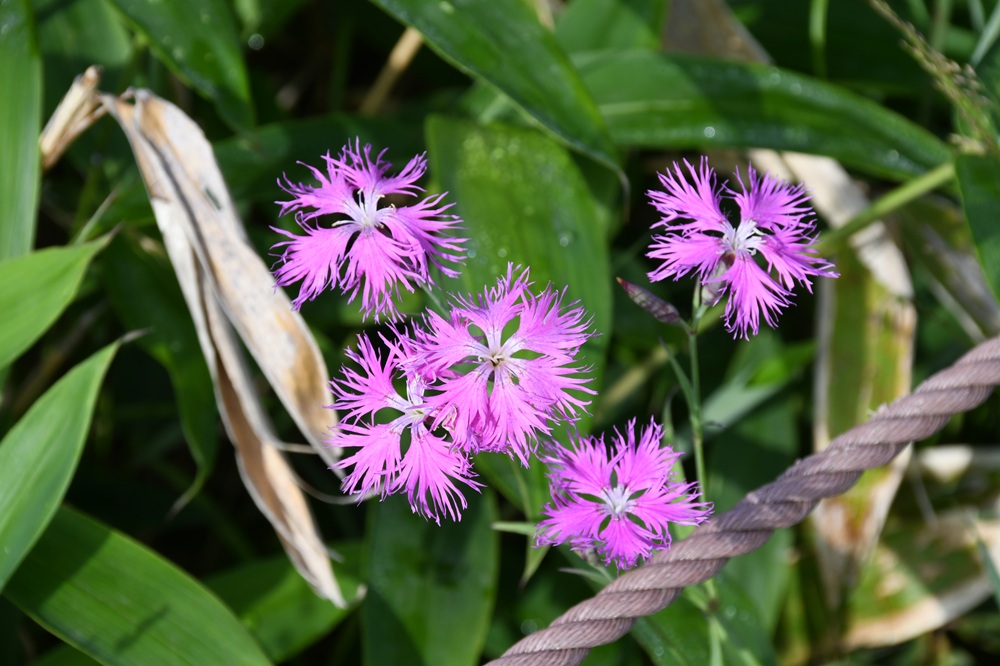 ニッコウキスゲ開花状況【2025年7月11日】 – 霧ヶ峰自然保護センター