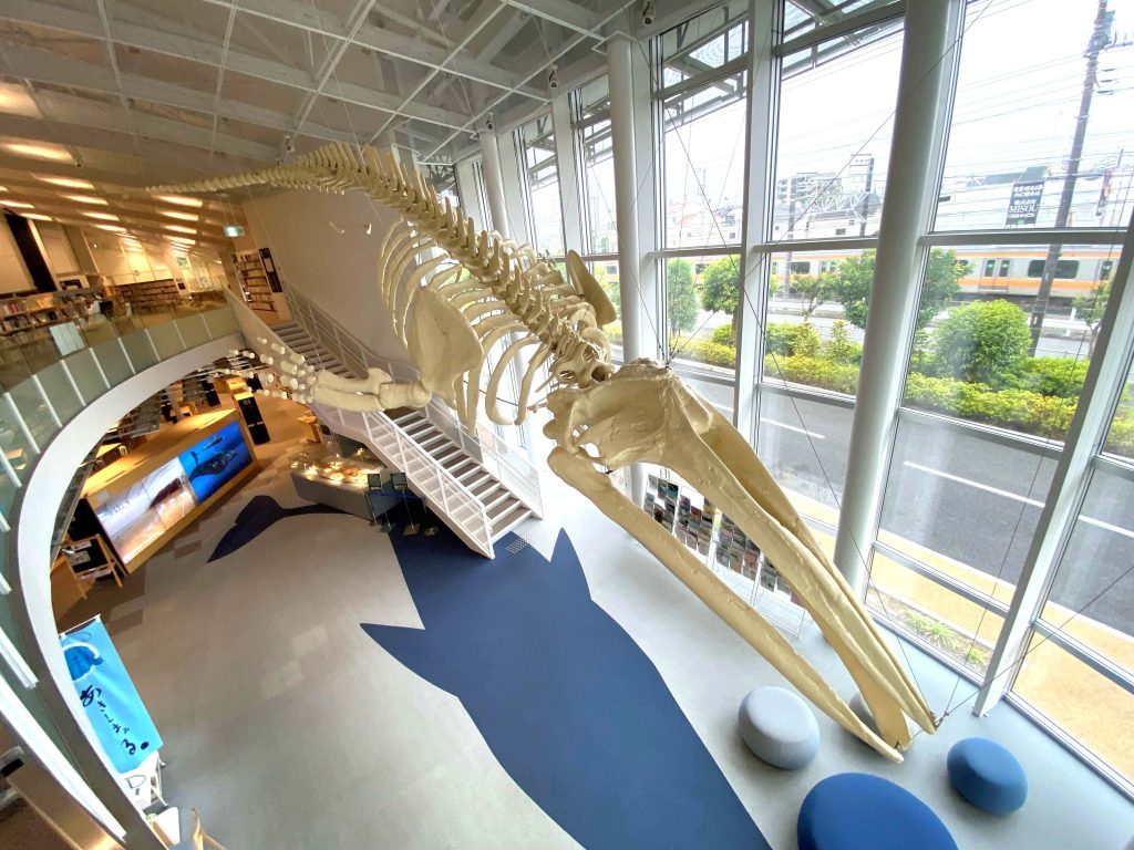 昭島市の誇り“アキシマクジラ”がシンボルの「アキシマエンシス」って