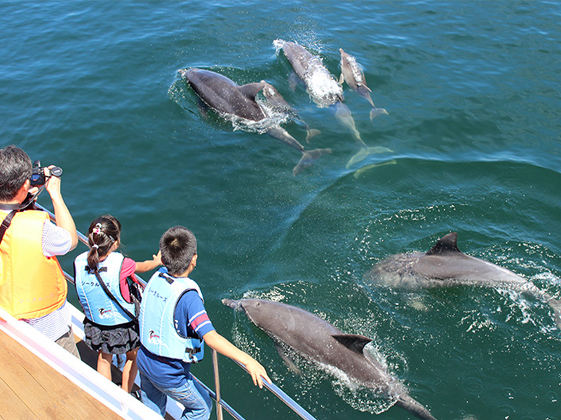 天草イルカウォッチング (シークルーズ / 10:00) | 熊本県観光予約