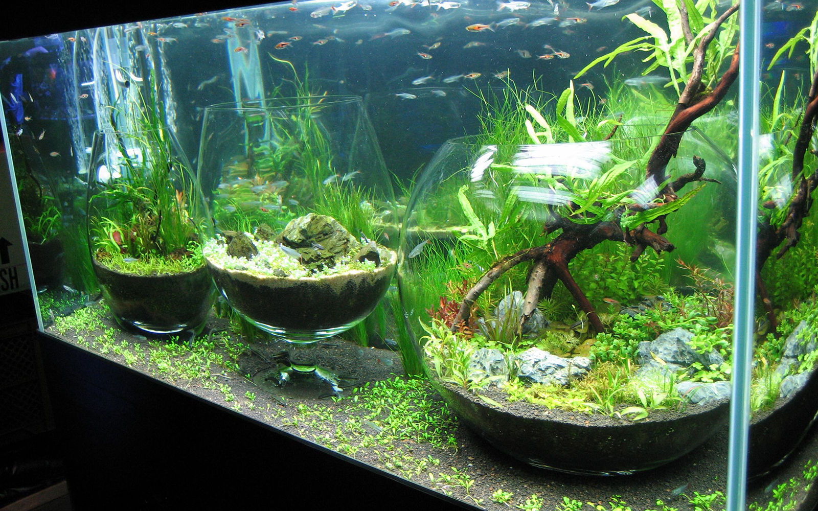 Aquarium Artist Makoto Hayasaka - 早坂誠