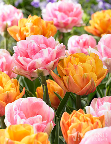 Foxy Freedom Tulip Blend | Holland Bulb Farms | 89249