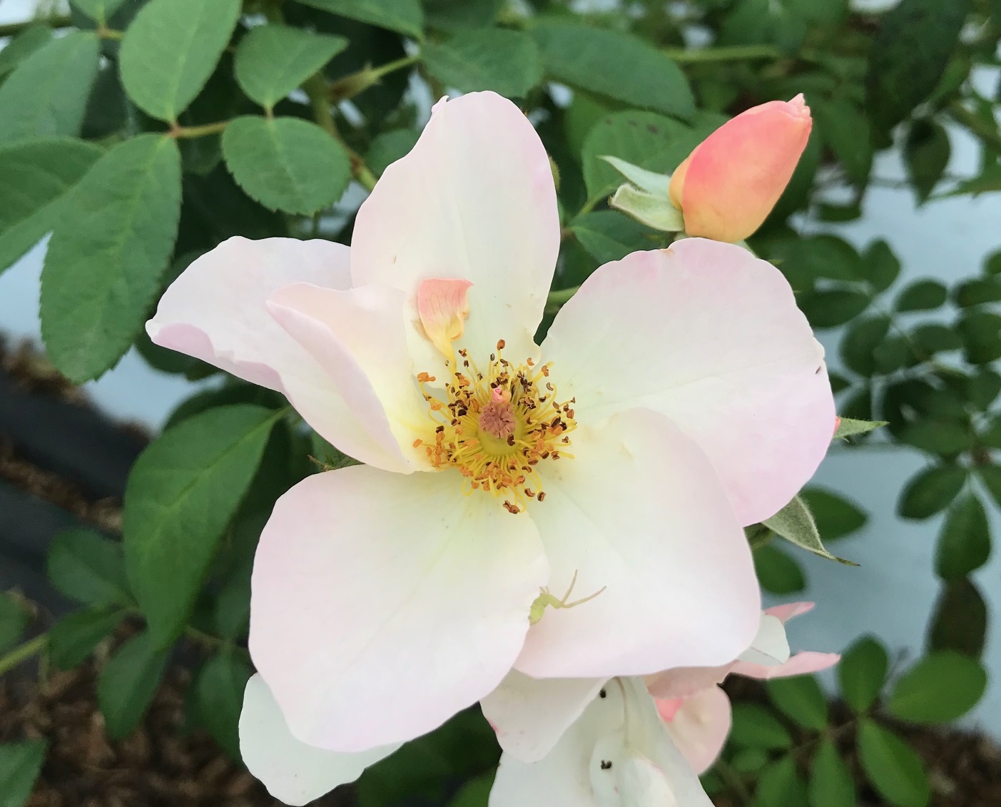 つるバラ 四季咲き大苗 サリーホルムズ Herb&Rose バラ苗販売 商品詳細