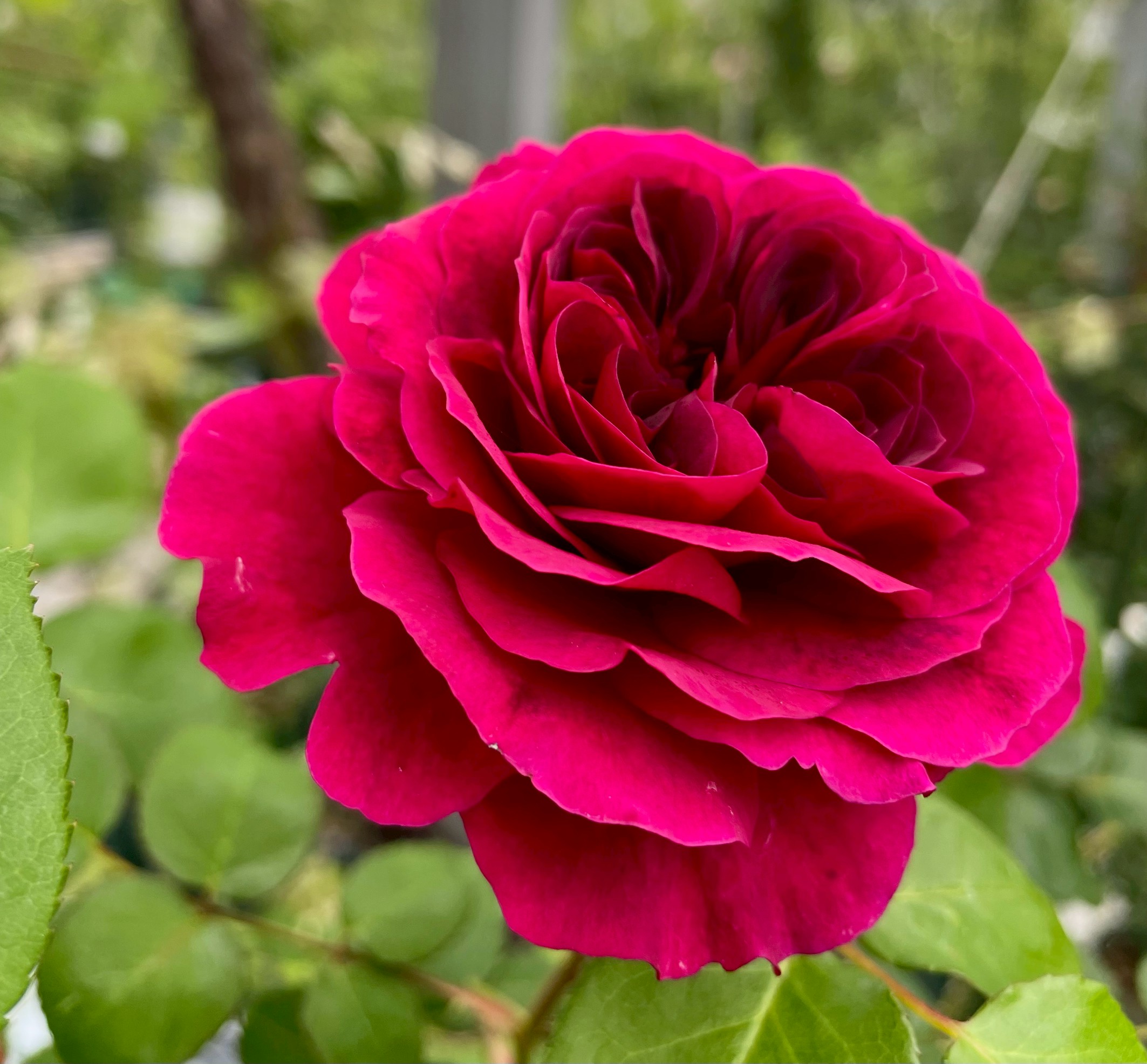 オールドローズつるバラ強香大苗 ロジャーランベリン Herb&Rose バラ苗