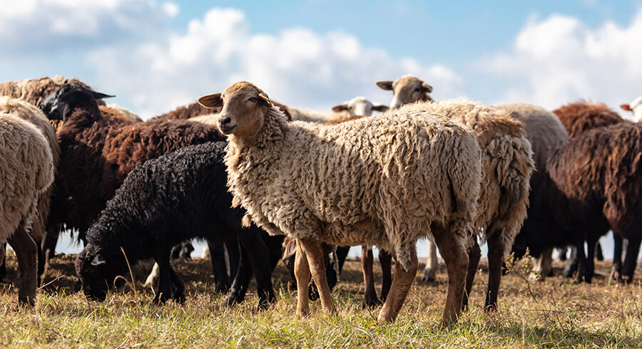 多種多羊 | クリエイターズコラム - 株式会社ヘルメス