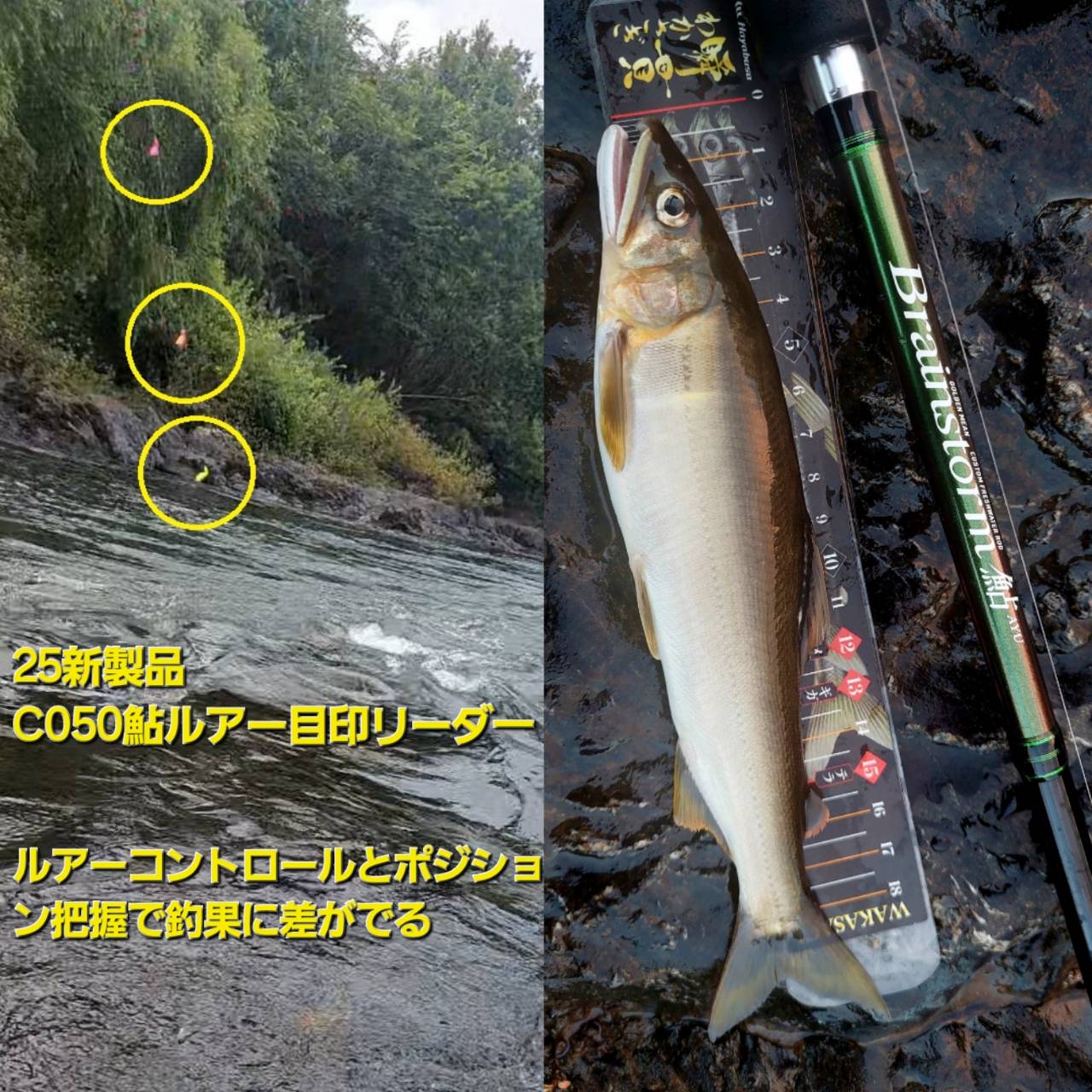 由良川の海産天然鮎が好反応、夕涼み、短時間の鮎ルアー釣行｜釣果