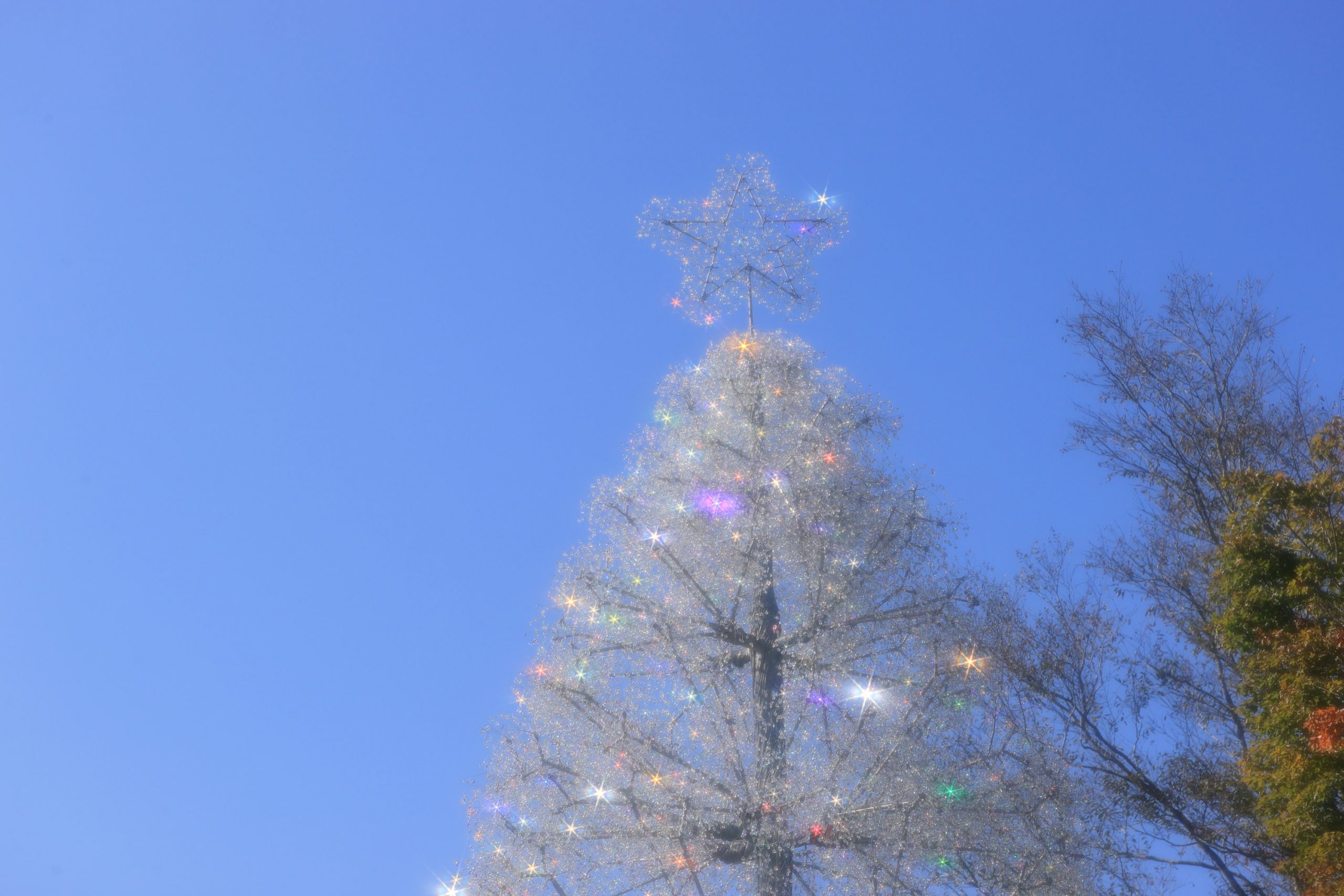 クリスマス特集-2025 | 箱根ガラスの森美術館 | ヴェネチアン・グラス