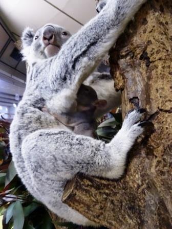 テルのちびっこココアラ成長期④～ちびっこ出袋～|こぼれ話｜ブログ