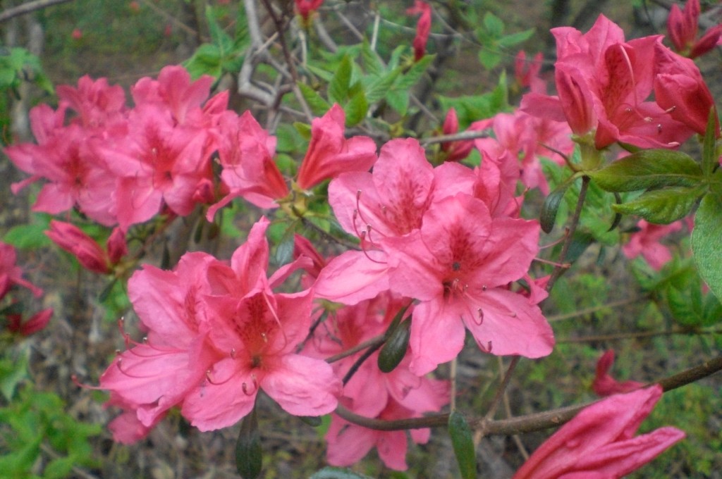 ツツジ | 国営ひたち海浜公園公式ホームページ
