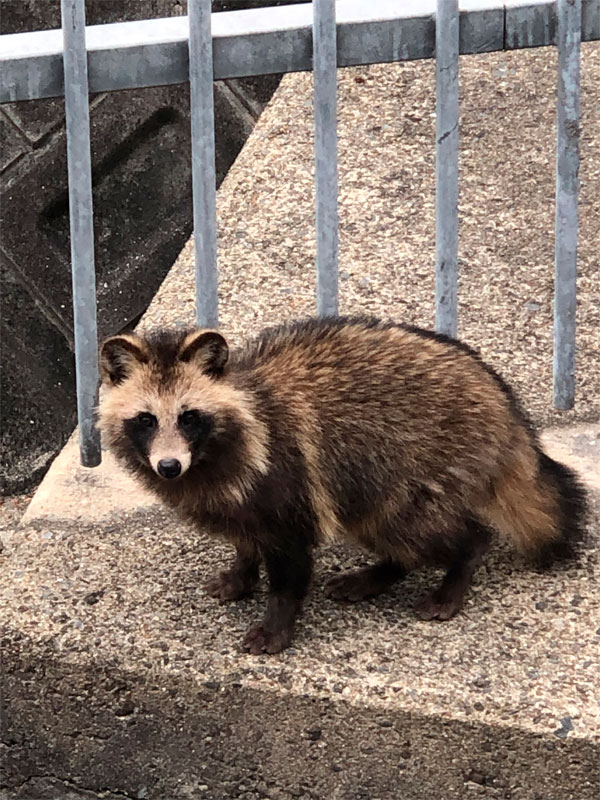 津田にはタヌキが出たみたい - 枚方つーしん