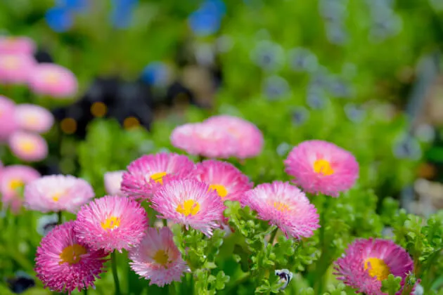 カラフルでキュートな花を咲かせるデイジー（デージー）。育て方の