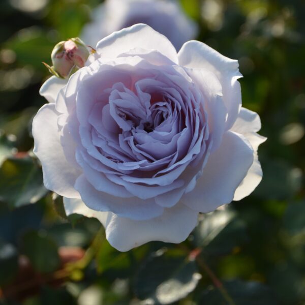 Labyrinth バラの迷宮 pickup234『コントレイル』 | 植物とあなたを