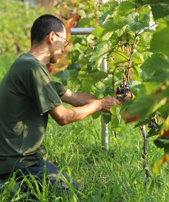 井上誠耕園の小豆島ワイン 2022年産 ｜井上誠耕園